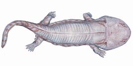 Siderops