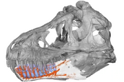 T-rexs-jaw-had-sensors