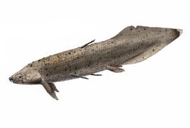 Retodus