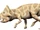 Notoceratops