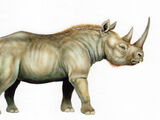 Rinoceronte de merck