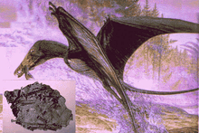 Nesodactylus