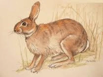 conejo prehistórico