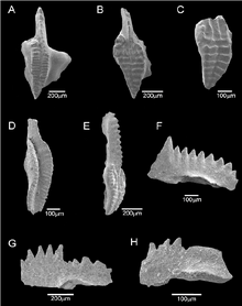 Figure-4-Photomicrographs-of-selected-conodonts-from-quarry-3-A-Idiognathoides