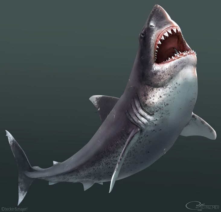 carcharodon megalodon maximo