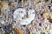 Mikrofossils hg