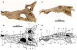 Arenysuchus