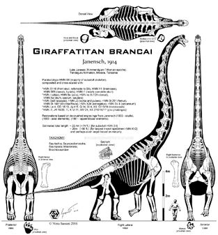 Giraffatitan esqueleto