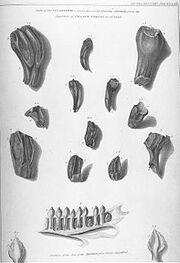 220px-Mantell's Iguanodon teeth.jpg
