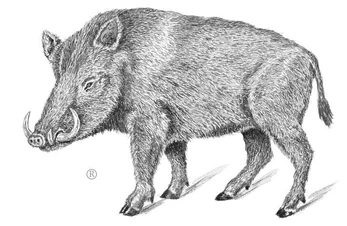 NijlZwijn StrozzisZwijn