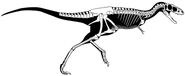 Raptorex kriegsteinii03