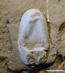 Hamipterus huevo