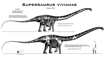 Supersaurus vivianae by paleo king-dasqvrl (1)