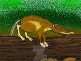 Macrocranion