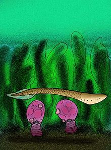 Cathaymyrus diacodexis.jpg