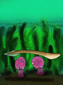 Cathaymyrus diacodexis