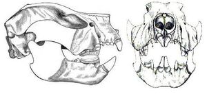 Thylacoleo cráneo