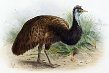 Dromaius parvulus