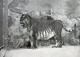 Pantheratigrisvirgata