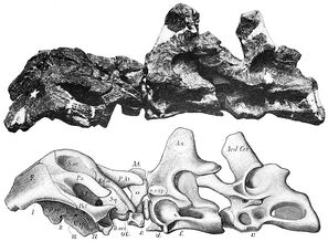 Smitanosaurus vertebrae