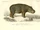 Hippopotamus minor