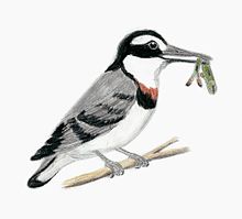 Longipteryx restoration