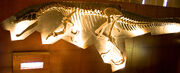 Baryonyx NHM.jpg