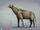Paraceratherium