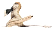 Ian el wukongopterido