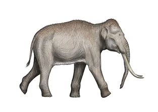 Palaeoloxodon chaniensis