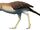 Bathornis