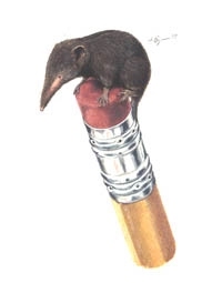 Batodonoides vanhouteni