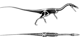 Coelophysis