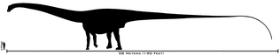 Human-amphicoelias size comparison