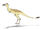 "Ornithomimus" minutus