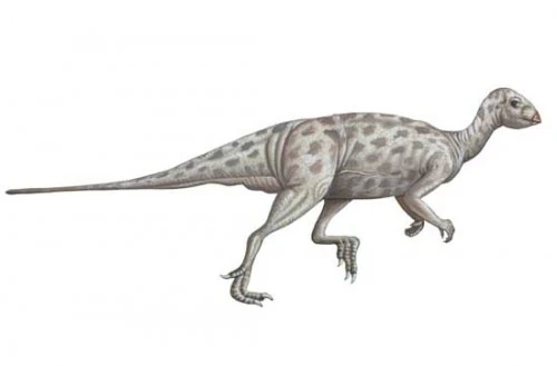Qantassaurus | Prehistoria Fandom | Fandom