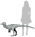 Xiyunykus