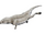 Miacetus