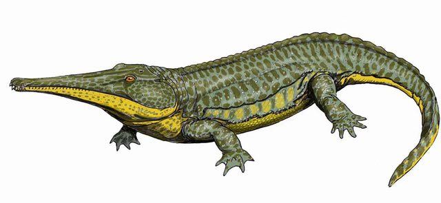 Prionosuchus | Prehistoria Fandom | Fandom