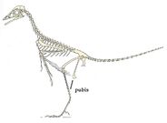 Un diagrama muy exacto de Archaeopteryx, dibujado por el paleontólogo magistral Peter Wellnhofer, que es el experto de todos los tiempos en pterosaurios y aves del Jurásico. Tenga en cuenta el pubis perturbadoramente vertical.