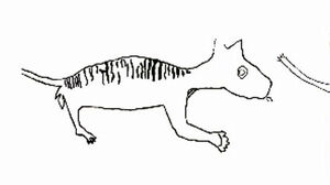 Thylacoleo carnifex rupestre