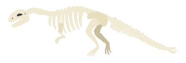 OzraptorFosil