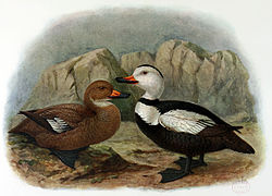 Camptolaemus labradorius