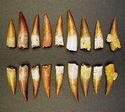 Spinosaurus Teeth