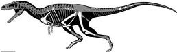 GualichoSkeleton