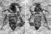 I0003-0082-3504-1-1-f01