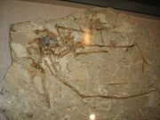 1280px-Huaxiapterus jii