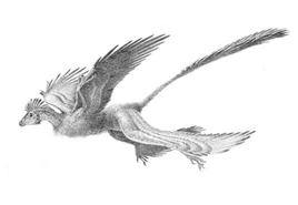 Shanag-Jim-Robins 195e