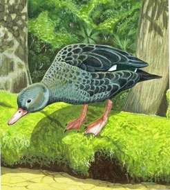 Anas theodori Prehistoria Fandom Fandom