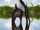 Thalassodromeus